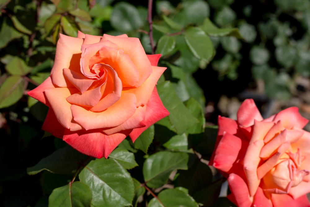 San Jose Rose Garden
