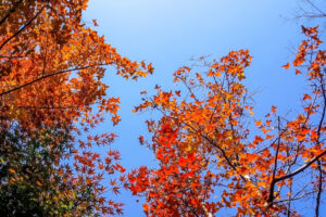 fall walks near Willow Glen and Campbell