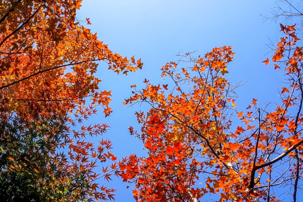 fall walks near Willow Glen and Campbell